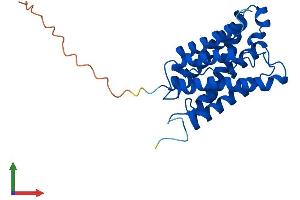 AlphaFold protein structure predicition of Human Recombinant AQP8 Protein, UniprotID O94778