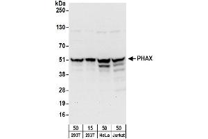 Western Blotting (WB) image for anti-phosphorylated Adaptor For RNA Export (PHAX) (AA 344-394) antibody (ABIN7450563)