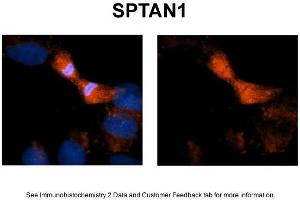 Sample Type: NT2 cellsRed: AntibodyBlue: DAPIPrimary Dilution: 1ug/50ul antibodySecondary Antibody: Alexa goat anti-rabbit 594 (SPTAN1 antibody  (N-Term))