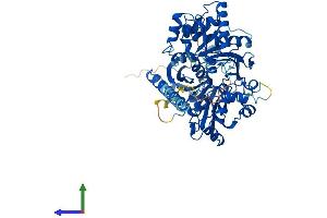 AlphaFold protein structure predicition of Human Recombinant GK Protein, UniprotID P32189