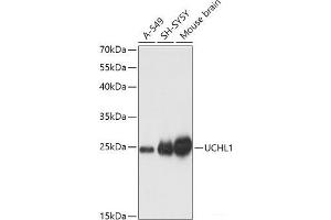 Western blot analysis of extracts of various cell lines using UCHL1 Polyclonal Antibody at dilution of 1:1000. (UCHL1 antibody)