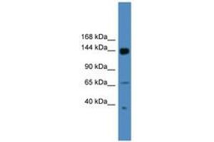 Image no. 1 for anti-UPF2 Regulator of Nonsense Transcripts 2 (UPF2) (AA 51-100) antibody (ABIN6745311) (RENT2/UPF2 antibody  (AA 51-100))