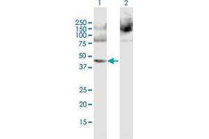 Western Blot analysis of PPME1 expression in transfected 293T cell line by PPME1 MaxPab polyclonal antibody. (PPME1 antibody  (AA 1-386))