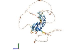 AlphaFold protein structure predicition of Human Recombinant LRCH1 Protein, UniprotID Q9Y2L9