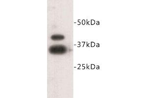 Western Blotting (WB) image for anti-Zinc Finger Protein 42 (ZFP42) (C-Term) antibody (ABIN1855004) (ZFP42 antibody  (C-Term))