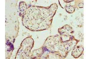 Immunohistochemistry of paraffin-embedded human placenta tissue using ABIN7146563 at dilution of 1:100 (Calreticulin antibody  (AA 18-415))