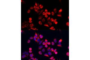 Immunofluorescence analysis of HeLa cells using NFE2L1 antibody (ABIN7268969) at dilution of 1:100. (NFE2L1 antibody  (AA 515-772))