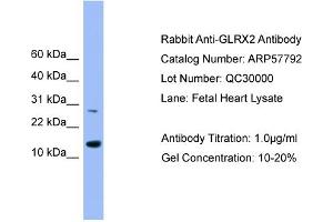 WB Suggested Anti-GLRX2  Antibody Titration: 0. (Glutaredoxin 2 antibody  (Middle Region))