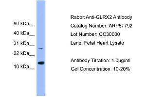 WB Suggested Anti-GLRX2  Antibody Titration: 0.