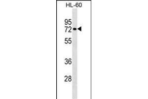 RHOT2 Antibody (Center) (ABIN1538254 and ABIN2848958) western blot analysis in HL-60 cell line lysates (35 μg/lane). (RHOT2 antibody  (AA 291-320))