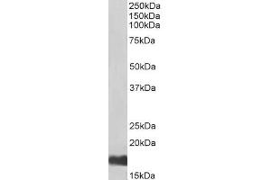 Biotinylated ABIN5539759 (0. (UBE2I antibody  (N-Term) (Biotin))
