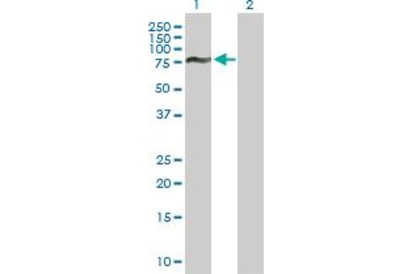 Forkhead Box J2 antibody  (AA 1-574)