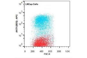 Flow Cytometry of Mouse anti-AKT1 antibody. (AKT1 antibody  (Internal Region) (FITC))