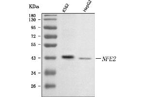 Western blot analysis of NFE2 using anti-NFE2 antibody (ABIN7600550).