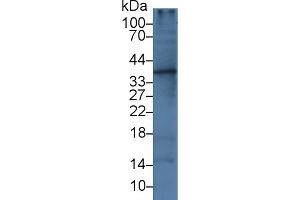 Western blot analysis of Rat Liver lysate, using Human IL1a Antibody (3 µg/ml) and HRP-conjugated Goat Anti-Mouse antibody (