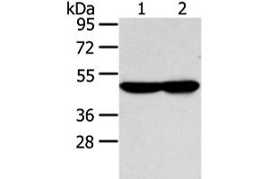 Western blot analysis of TM4 and NIH/3T3 cell using WSB1 Polyclonal Antibody at dilution of 1:350 (WSB1 antibody)