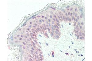 Anti-GPC1 / Glypican antibody IHC staining of human skin. (GPC1 antibody  (Internal Region))