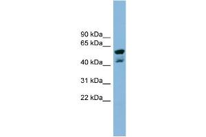 WB Suggested Anti-PPME1  Antibody Titration: 0. (PPME1 antibody  (N-Term))
