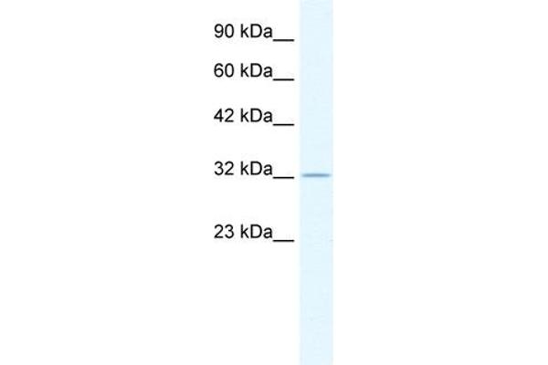 ZFP36 antibody  (N-Term)