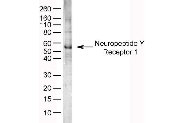 NPY1R antibody  (AA 365-378)