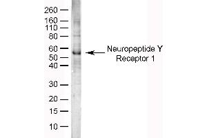 Western Blotting (WB) image for anti-Neuropeptide Y Receptor 1 (NPY1R) (AA 365-378) antibody (ABIN2475861) (NPY1R antibody  (AA 365-378))