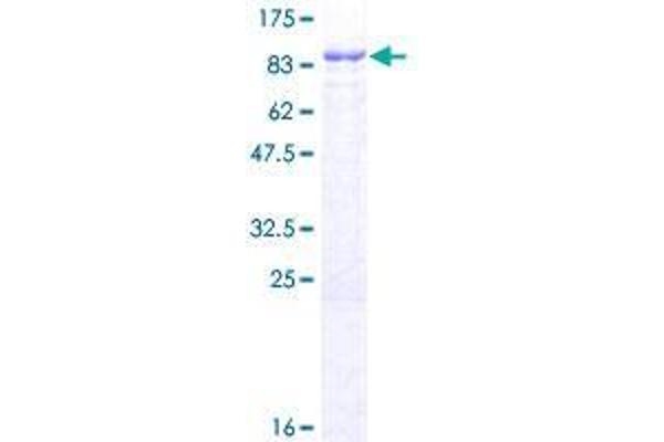 RNF220 Protein (AA 1-566) (GST tag)
