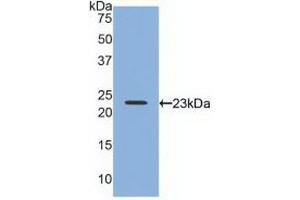 Western blot analysis of recombinant Human RLN2. (Relaxin 2 antibody  (AA 1-186))