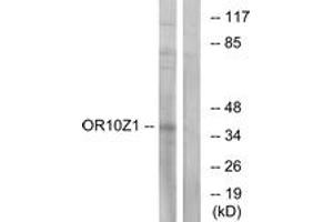 Western blot analysis of extracts from COS7 cells, using OR10Z1 Antibody. (OR10Z1 antibody  (AA 201-250))