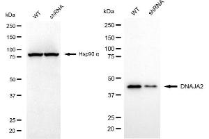 Western blotting analysis using DNAJA2 antibody (ABIN7798372).