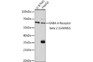 Western blot analysis of extracts of various cell lines, using GABA A Receptor beta 2 (GABA A Receptor beta 2 (G)) Rabbit pAb (ABIN3015661, ABIN3015662, ABIN3015663, ABIN1679930 and ABIN6219009) at 1:1000 dilution.