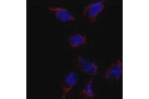 Immunofluorescence analysis of BMP7 antibody and HeLa cells. (BMP7 antibody  (AA 15-44))