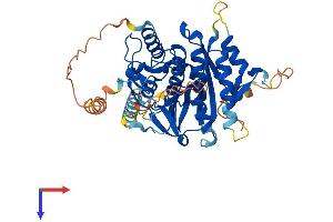 AlphaFold protein structure predicition of Mouse Recombinant Atg4c Protein, UniprotID Q811C2 (ATG4C Protein (AA 1-458) (His tag))