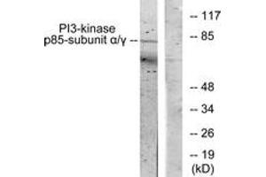 Western blot analysis of extracts from COS7 cells, treated with H2O2 100uM 30', using PI3-kinase p85-alpha/gamma (Ab-467/199) Antibody. (PI3K p85 alpha/gamma antibody  (AA 436-485))