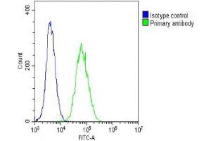 Overlay histogram showing NIH/3T3 cells stained with (ABIN6242235 and ABIN6578662) (green line). (TUBB2A antibody  (AA 14-46))