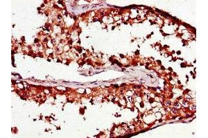 Immunohistochemistry of paraffin-embedded human testis tissue using ABIN7164882 at dilution of 1:100 (PCOTH antibody  (AA 50-100))