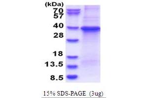 SDS-PAGE (SDS) image for Guanine Nucleotide Binding Protein (G Protein), beta Polypeptide 1 (GNB1) (AA 1-340) protein (His tag) (ABIN5853684)