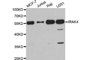 Western blot analysis of extracts of various cell lines, using IRAK4 antibody (ABIN5973654) at 1/1000 dilution.
