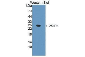 Western Blotting (WB) image for anti-Ephrin A5 (EFNA5) (AA 21-203) antibody (ABIN3204157)
