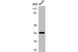Western Blot analysis of Jurkat cells using Olfactory receptor 2AG1/2 Polyclonal Antibody