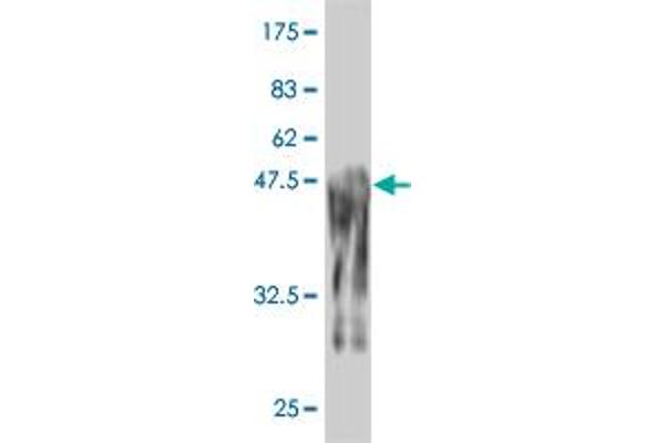 PRKRIP1 antibody  (AA 1-184)