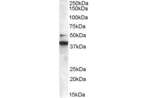 ABIN184621 staining (0. (SH3GLB1 antibody  (C-Term))