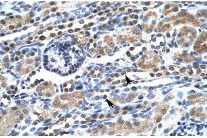 Human kidney; SUPT5H antibody - C-terminal region in Human kidney cells using Immunohistochemistry (SUPT5H antibody  (C-Term))