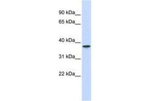 Image no. 1 for anti-THO Complex 6 Homolog (THOC6) (AA 144-193) antibody (ABIN6741029)