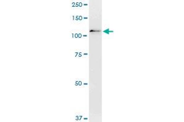 DGCR8 antibody  (AA 675-771)