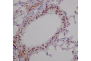 Immunohistochemical analysis of paraffin-embedded mouse lung, using RUNX1/RUNX2/RUNX3 Antibody. (Recombinant RUNX1,RUNX2,RUNX3 antibody)