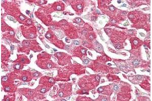 Image no. 2 for anti-Fructose-1,6-Bisphosphatase 1 (FBP1) (AA 114-163) antibody (ABIN1494672) (FBP1 antibody  (AA 114-163))