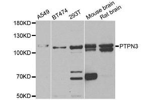 Western blot analysis of extracts of various cell lines, using PTPN3 antibody.