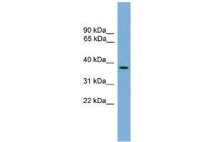 WB Suggested Anti-C14orf28 Antibody Titration: 0. (GM527 antibody  (Middle Region))