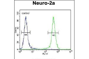 Flow cytometric analysis of Neuro-2a cells (right histogram) compared to a negative control cell (left histogram). (JOSD2 antibody  (N-Term))