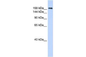 WB Suggested Anti-CNTNAP1 Antibody Titration:  0. (CNTNAP1 antibody  (N-Term))